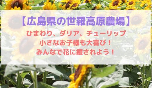 【広島県の世羅高原農場】ひまわり、ダリア、チューリップ、小さなお子様も大喜び！みんなで花に癒されよう！